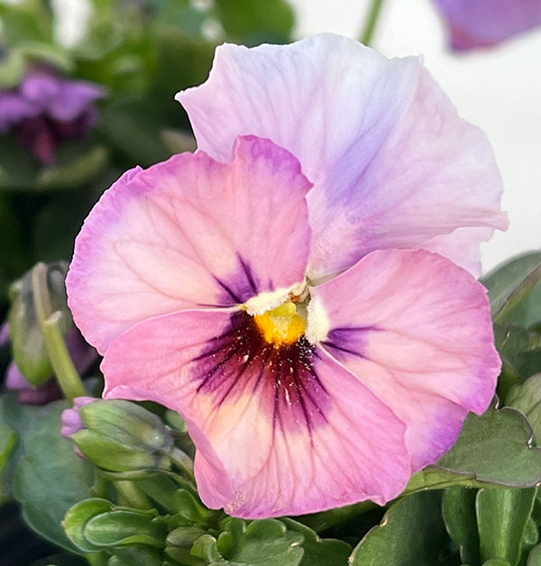 見元園芸さんのビオラ:ふわふわ金魚ちゃん3-3.5号ポット