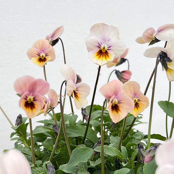 見元園芸さんのビオラ:さくらドロップス3-3.5号ポット