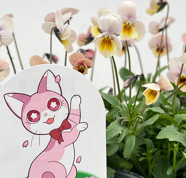 見元園芸さんのビオラ:さくらドロップス3-3.5号ポット