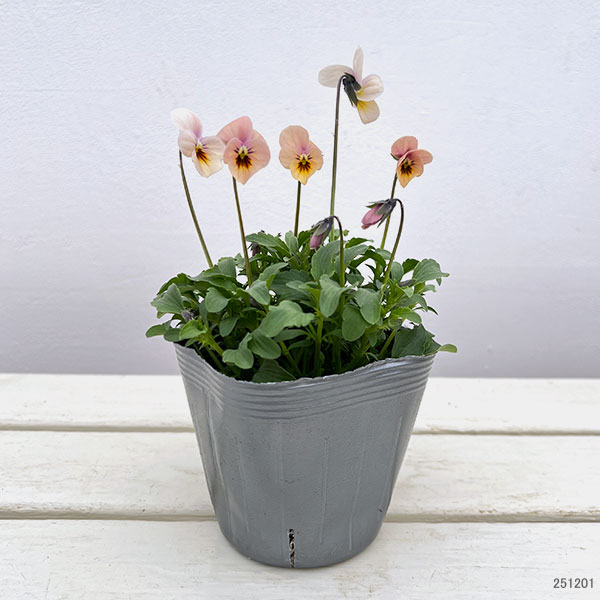 見元園芸さんのビオラ:さくらドロップス3-3.5号ポット