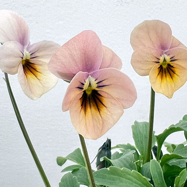 園芸ネット本店｜見元園芸さんのビオラ：さくらドロップス3-3.5号