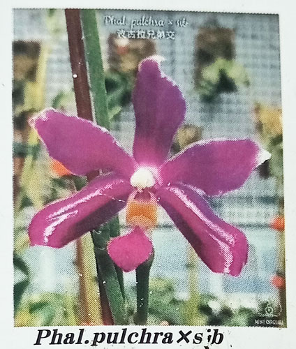 ファレノプシス　2種 園芸ネット本店｜ファレノプシス：pulchra × sib 2.5号 の通販【公式】