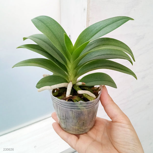 園芸ネット本店｜ファレノプシス（バンダノプシス）：pulcherrimin 2.5