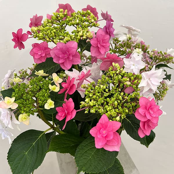 輸入アジサイ　切花　サムライ　2本　同梱包 輸入アジサイ 切花 サムライ 2本 同梱包 輸入アジサイ 切花 サムライ 2