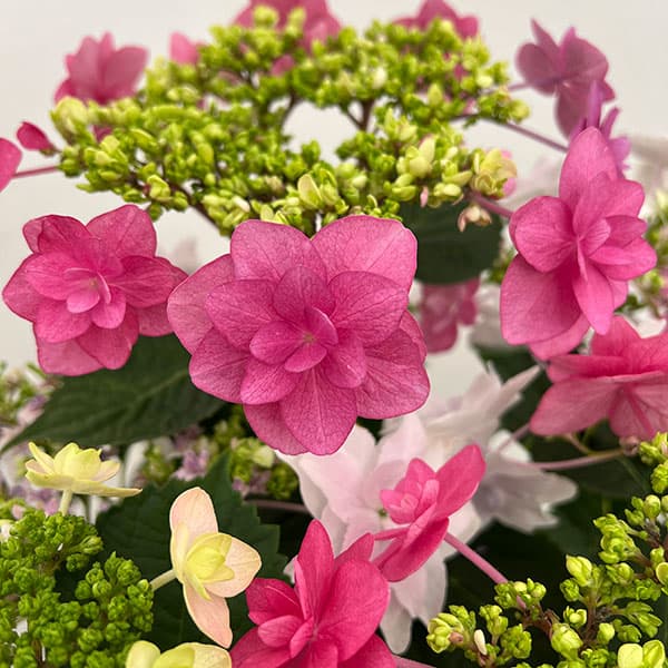 園芸ネット本店｜アジサイ：小町＆隅田の花火 2色植え5号鉢植え（咲き