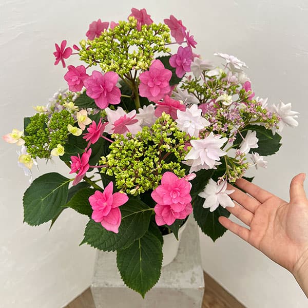 園芸ネット本店｜アジサイ：小町＆隅田の花火 2色植え5号鉢植え（咲き