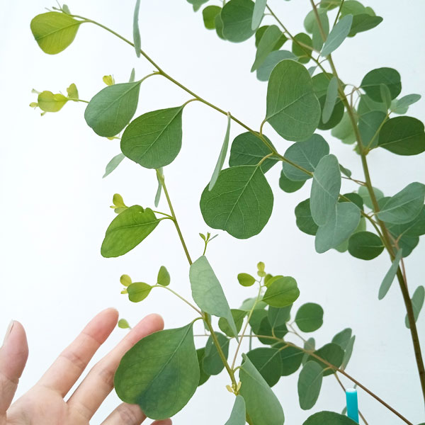 ユーカリ：ハートリーフ7号鉢植え（オルビフォリア） の通販