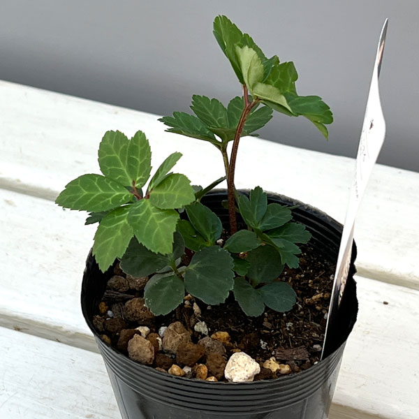 大和園さんのクリスマスローズ(原種系):ニゲル こはる3.5号ポット