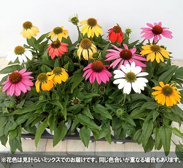 専用】エキナセア2ポット 専用】エキナセア2ポット 専用】エキナセア2