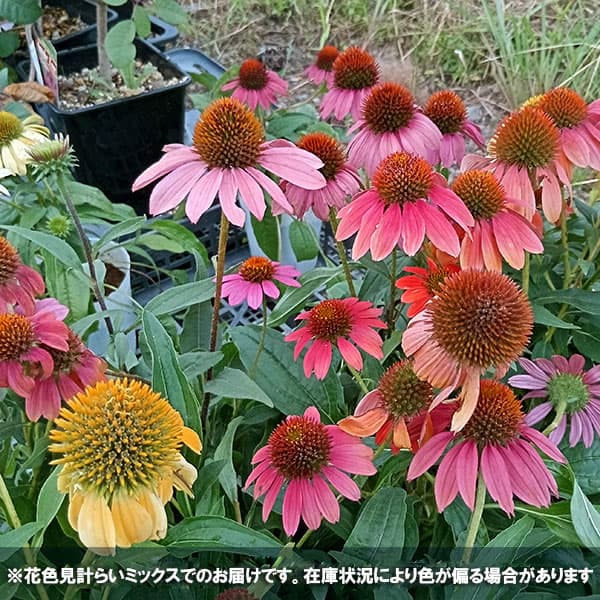 園芸ネット本店｜エキナセア：ポリネーション 花色ミックス 3.5号