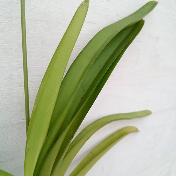 バンダ：V. Sowsri Blue Classic × V. Chulee Pelight（花無し株のみ）