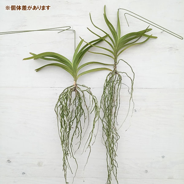 バンダ：V. Sowsri Blue Classic × V. Chulee Pelight（花無し株のみ）