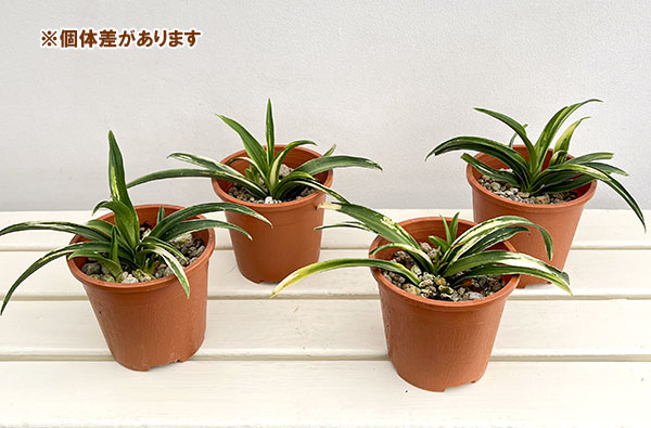 オモト:白雀(しろすずめ)4.5号鉢植え