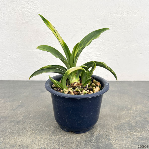 オモト:白雀(しろすずめ)4号鉢植え