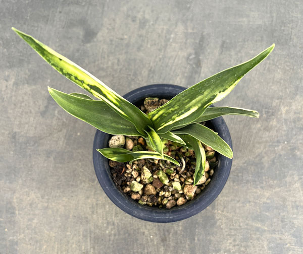 オモト:白雀(しろすずめ)4号鉢植え