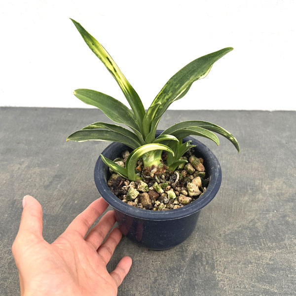 オモト:白雀(しろすずめ)4号鉢植え