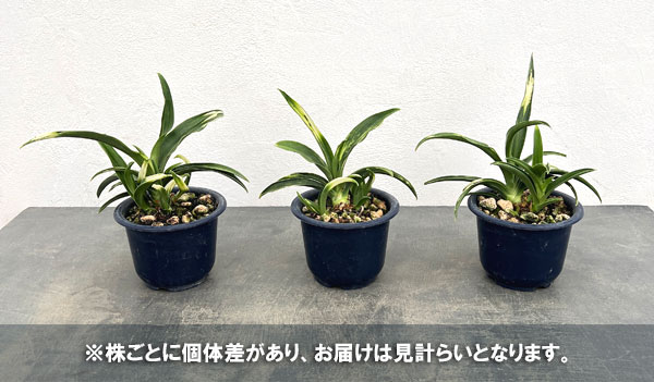 オモト:白雀(しろすずめ)4号鉢植え