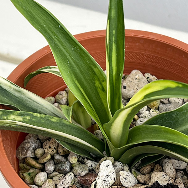 オモト:白雀(しろすずめ)4.5号鉢植え