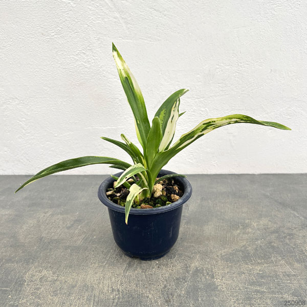 オモト：残雪（ざんせつ）4号鉢植え