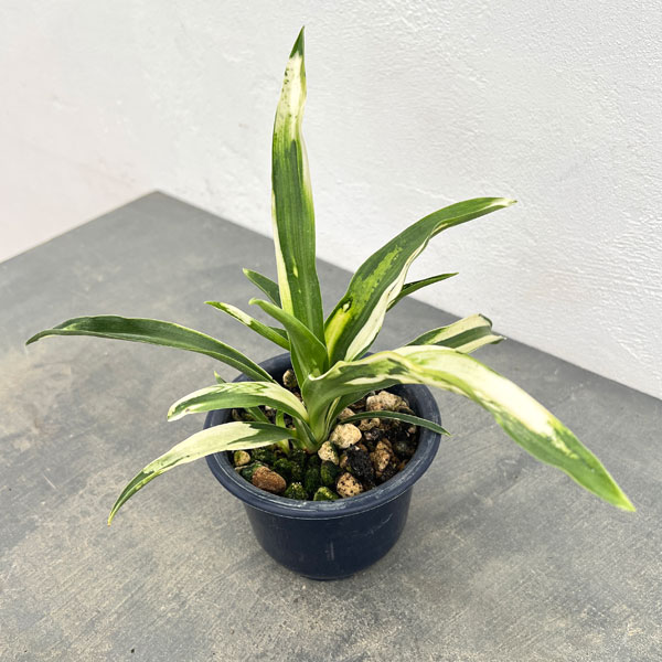 オモト：残雪（ざんせつ）4号鉢植え