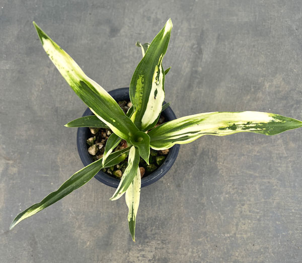 オモト：残雪（ざんせつ）4号鉢植え