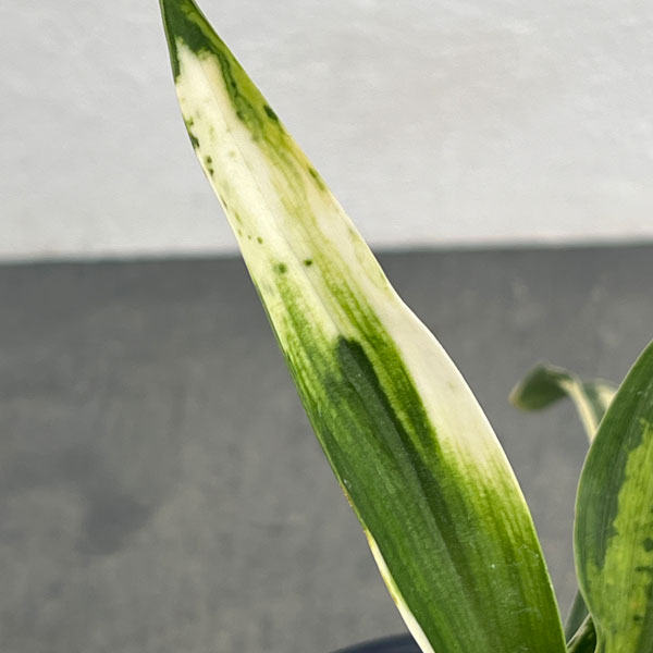 オモト：残雪（ざんせつ）4号鉢植え