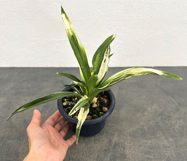 オモト：残雪（ざんせつ）4号鉢植え