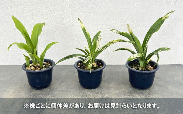 オモト：残雪（ざんせつ）4号鉢植え