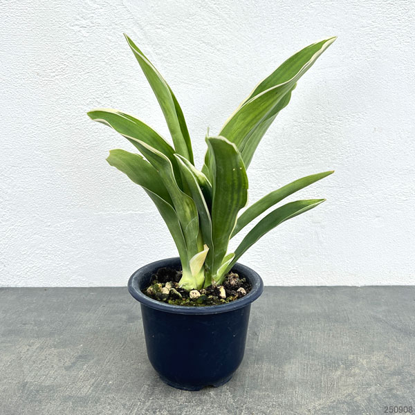 オモト：都の城（みやこのじょう）4号鉢植え