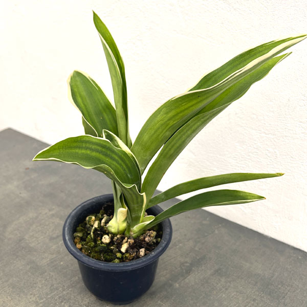 オモト：都の城（みやこのじょう）4号鉢植え