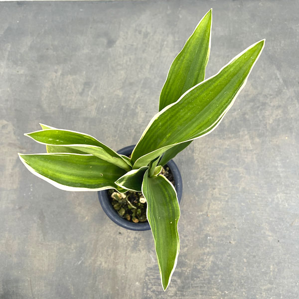 オモト：都の城（みやこのじょう）4号鉢植え