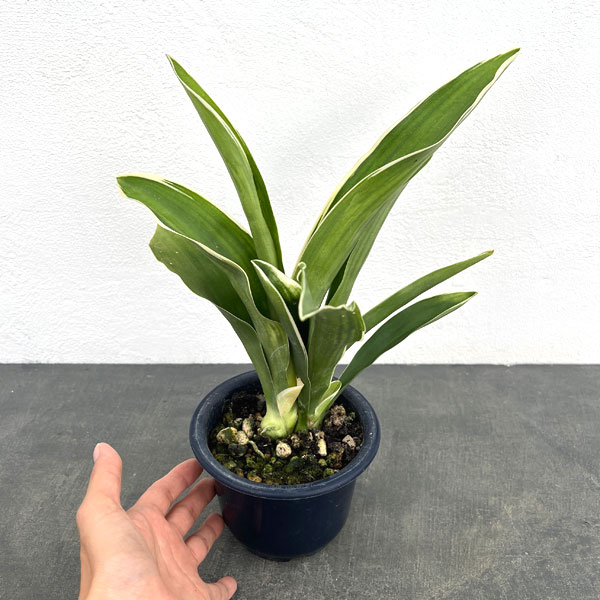 オモト：都の城（みやこのじょう）4号鉢植え