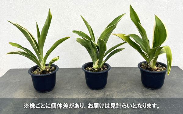 オモト：都の城（みやこのじょう）4号鉢植え