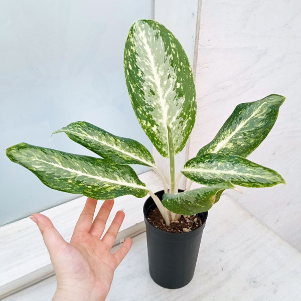 園芸ネット本店｜アグラオネマ：ミルキーウェイ 3.5号 の通販【公式】