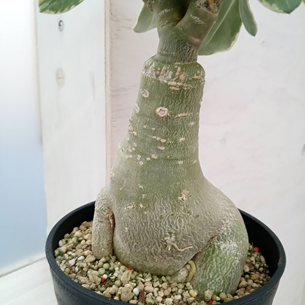 園芸ネット本店｜[ザ・ファームセレクト]アデニウム：オベスム