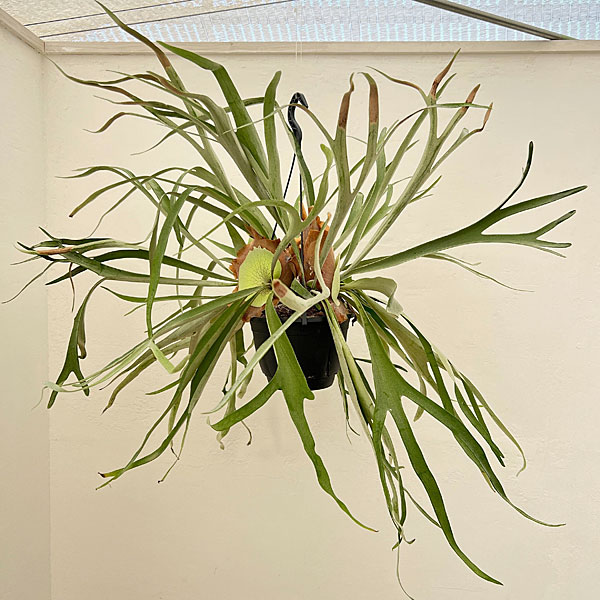 園芸ネット本店｜ビカクシダ（コウモリラン）：ベイチー 7号吊り鉢 の