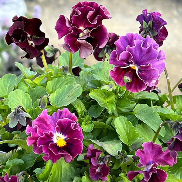 園芸ネット本店｜[送料無料]MSKガーデン小輪フリンジビオラ：和モダン