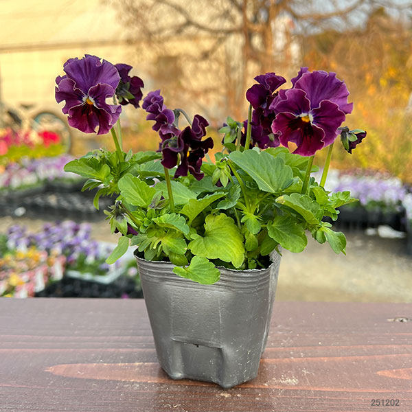 MSKガーデン小輪フリンジビオラ：和モダンクラシックカラー　京紫（きょうむらさき）3号ポット