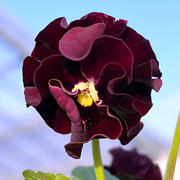 園芸ネット本店｜MSKガーデン小輪フリンジビオラ：和モダンクラシック