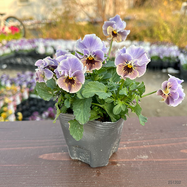 MSKガーデン小輪フリンジビオラ：和モダンクラシックカラー　スモーキーブルー3号ポット