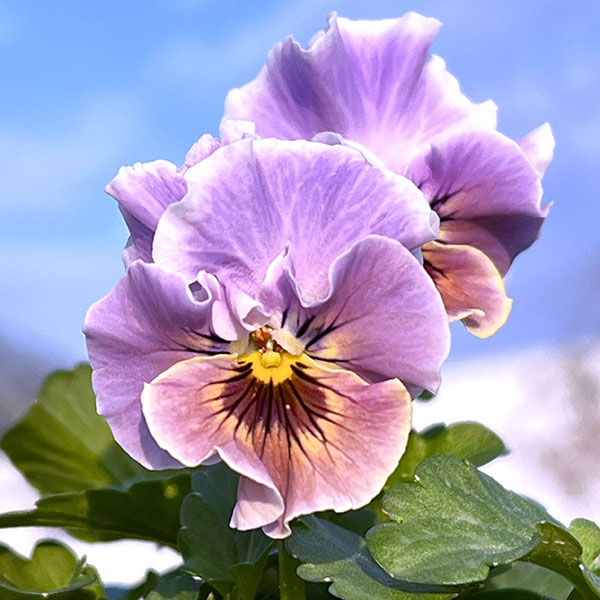 MSKガーデン小輪フリンジビオラ：和モダンクラシックカラー　スモーキーブルー3号ポット