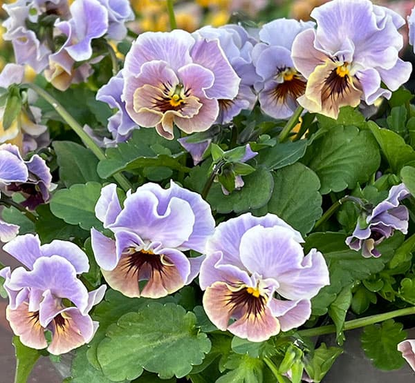 MSKガーデン小輪フリンジビオラ：和モダンクラシックカラー　スモーキーブルー3号ポット