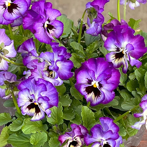 MSKガーデン小輪フリンジビオラ：アールヌーボーブルーパンダ3号ポット