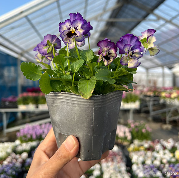 MSKガーデン小輪フリンジビオラ：アールヌーボーブルーパンダ3号ポット