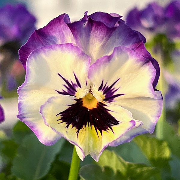 MSKガーデン小輪フリンジビオラ：アールヌーボーブルーパンダ3号ポット