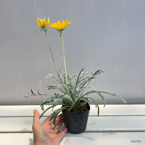 ガザニア：タレント　イエロー（芯白）3.5号ポット