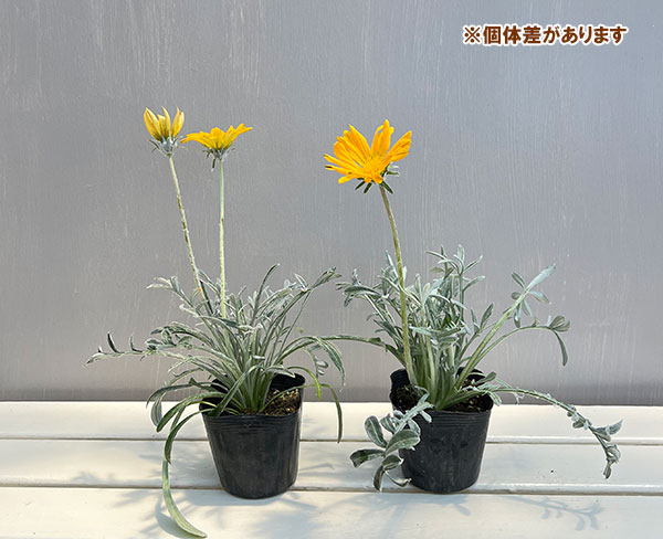 ガザニア：タレント　イエロー（芯白）3.5号ポット