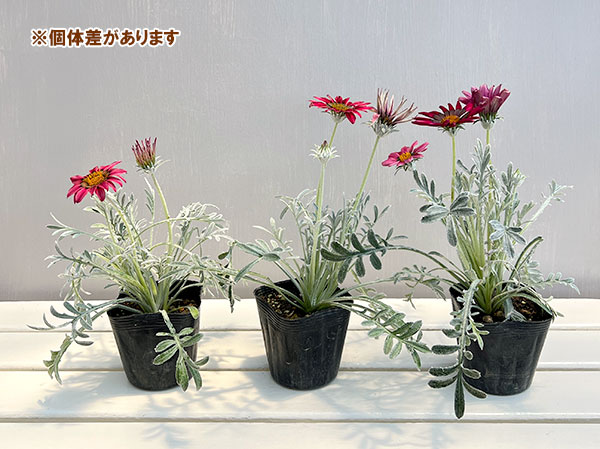 ガザニア:タレント ワイン(芯黒)3.5号ポット