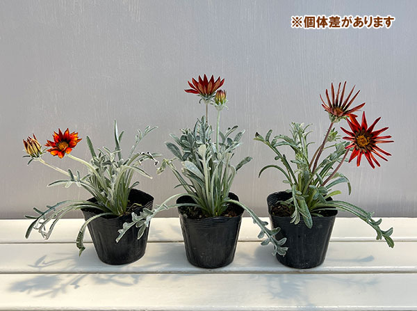ガザニア:タレント ブロンズ3.5号ポット