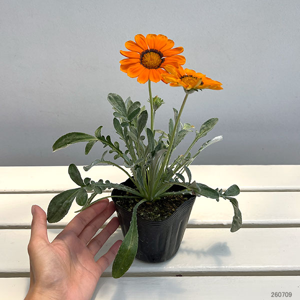 ガザニア:タレント オレンジ(芯黒)3.5号ポット